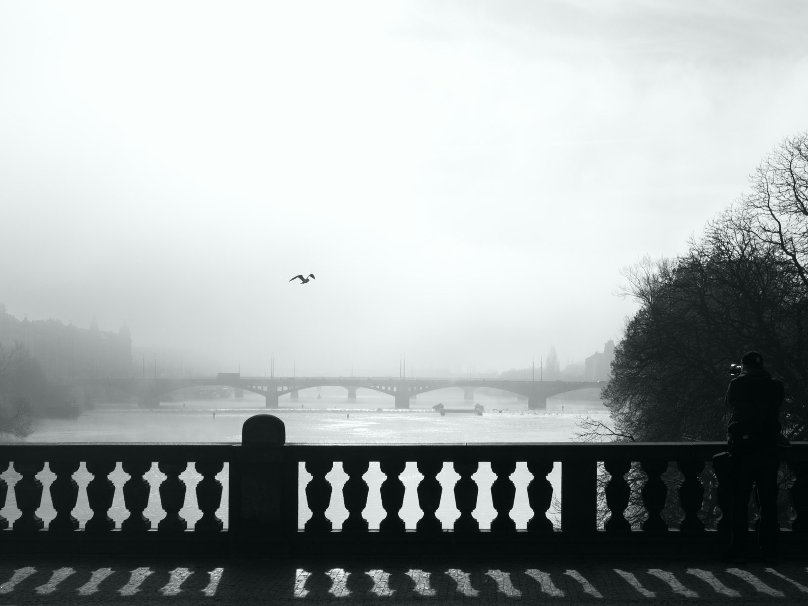 Mosty přes Vltavu mizející v ranní mlze, fotograf u kamenné balustrády a racek nad řekou